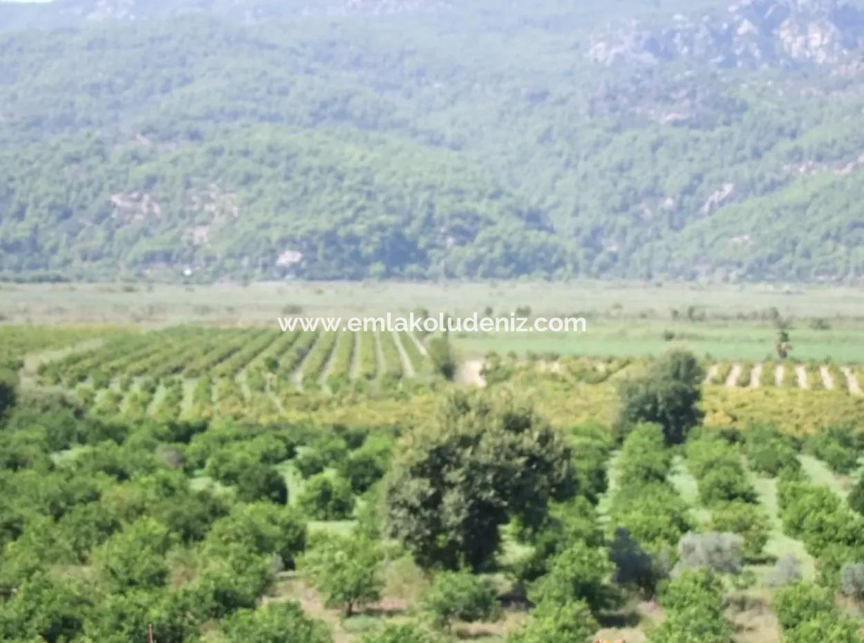 Bauernhof Zum Verkauf Bauernhof Zum Verkauf In Dalyan 73410M2