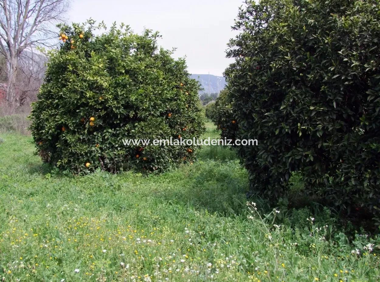 Bad Für Verkauf In Orange Grove 24,000M2 Zum Verkauf In Der Nähe Von Dem Meer Garten Zum Verkauf Schnäppchen