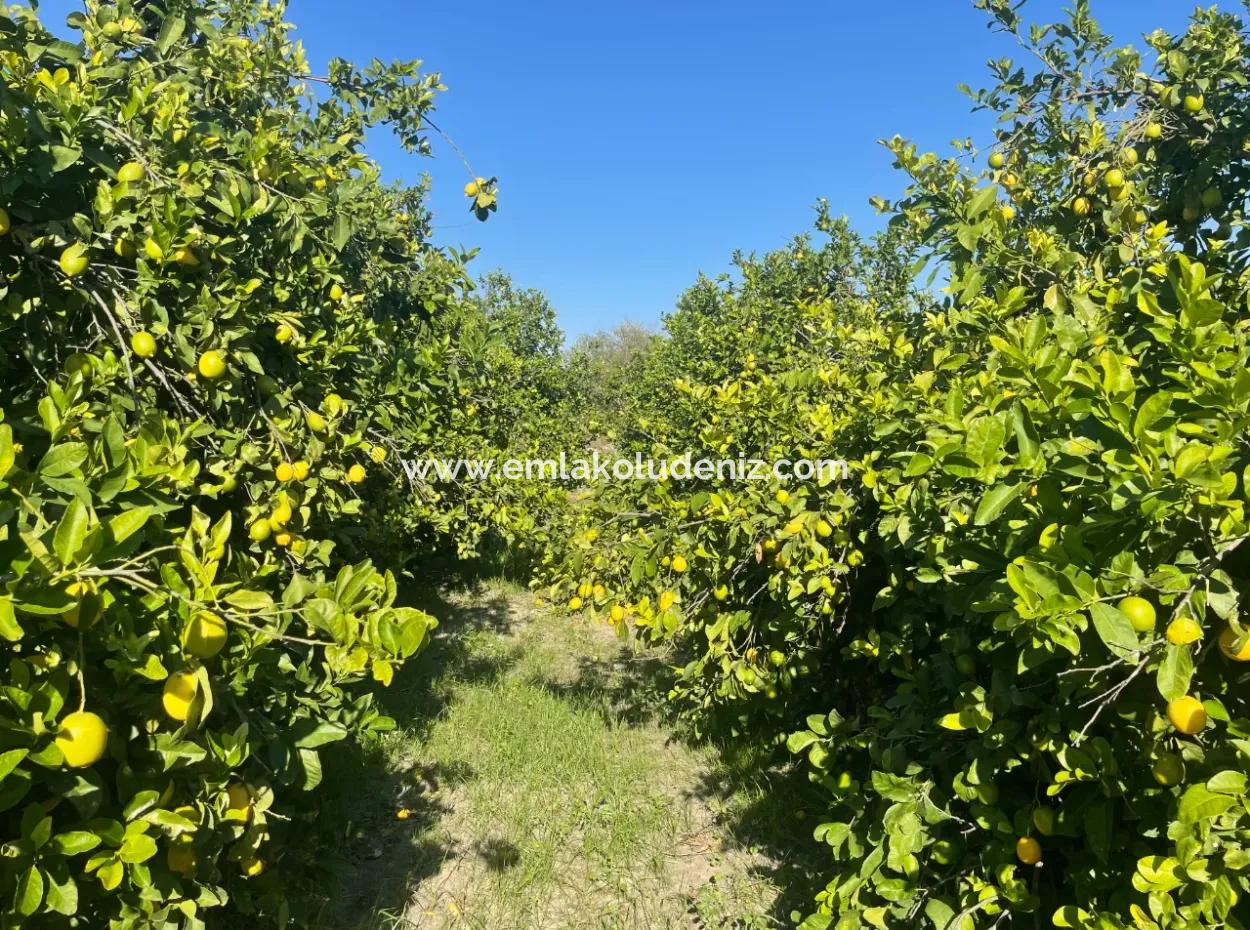 10.000M2 Zitronengarten Zum Verkauf In Karadons