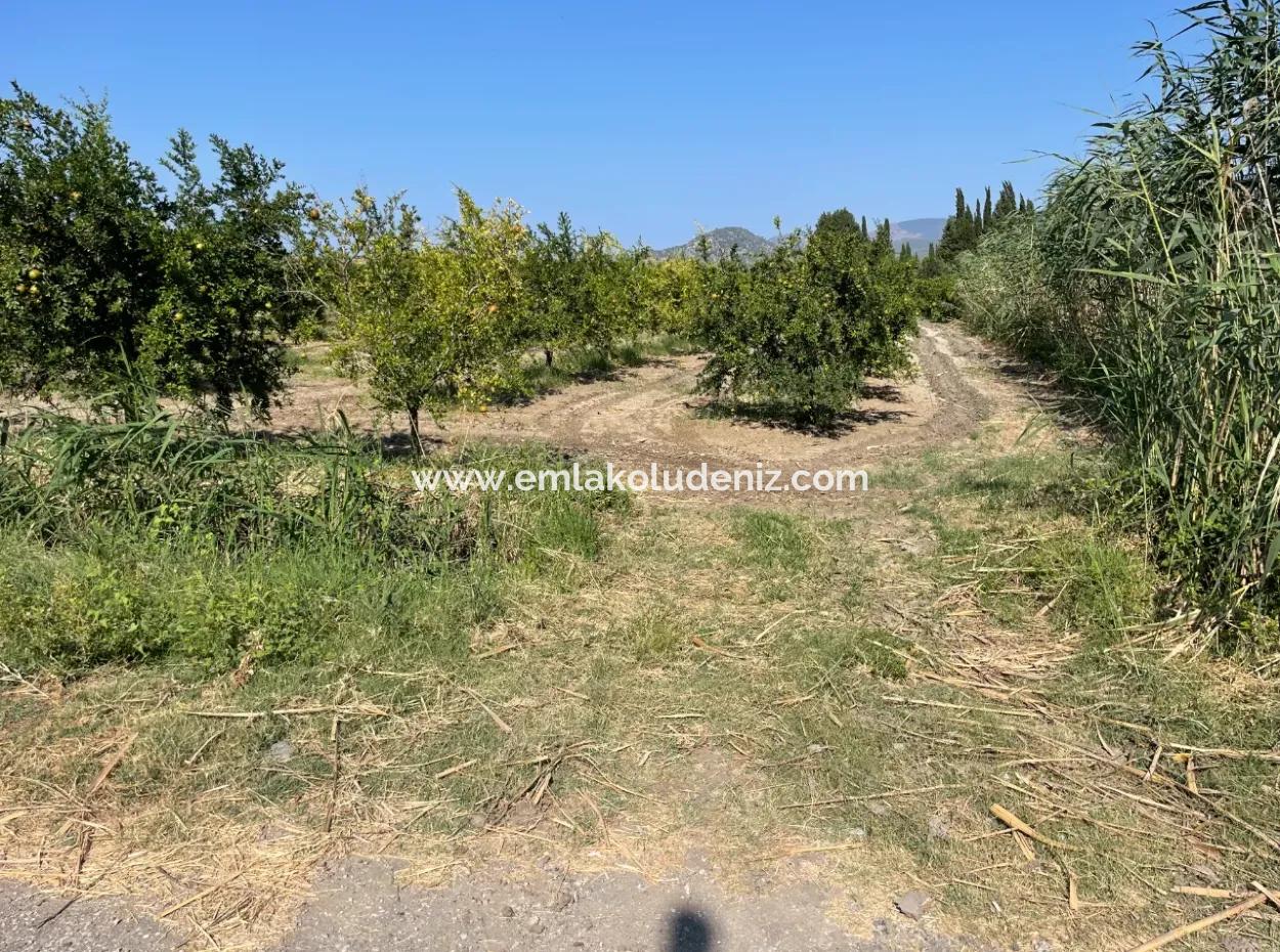 10.000 M2 Granatapfelgarten Zum Verkauf In Dalyan Arıkbaşı Und Gerendüzün