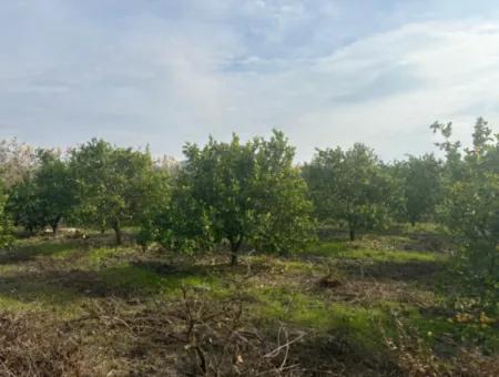 Einzeleigentumsurkunde 5617M2 Zitronengarten Zum Verkauf In Tepearası