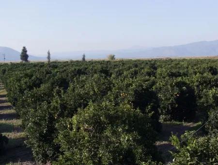 Garten Zum Verkauf In Oriya Tepearasi Zwischen Der Peak 65,000M2 Orange Garten Zum Verkauf