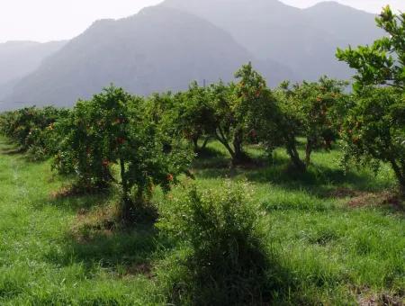 Merkez Dalyan Iztuzu See-Garten-Villa Zum Verkauf