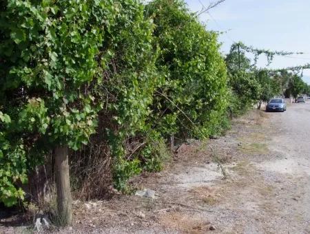 1500M2 Grundstück Zum Verkauf In Dalyan Gulpinar, Dalyan Grundstück Zum Verkauf, 40 Rechts Um Die Ecke