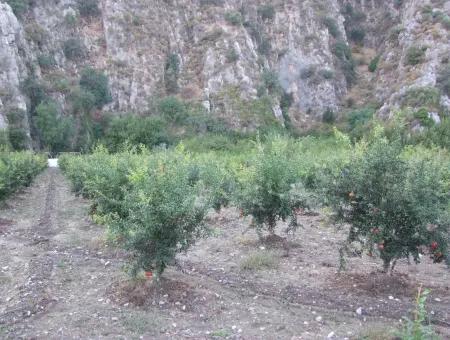 Grundstück Zum Verkauf Granatapfel Garten Zum Verkauf In Oriya Mergenli Mergenli