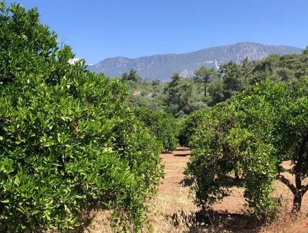 Garten Zum Verkauf In Gokce Akyaka, In Der Nähe Vom Meer, 38,000M2 Grundstück Zum Verkauf