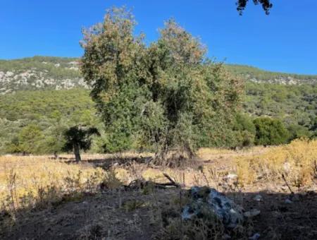 2620M2 Grundstück Zum Verkauf Mit Meerblick Von Çandir