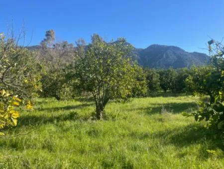 Dalyan Grundstück Zum Verkauf 5227M2 Grundstück Zum Verkauf