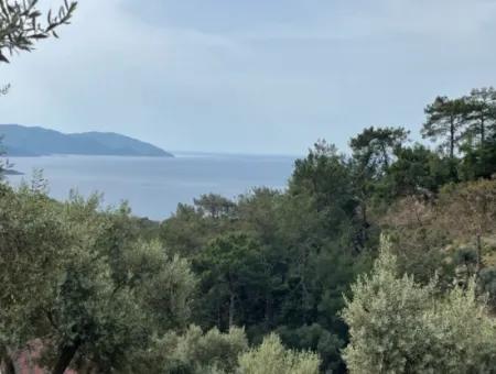 Olivenhaus Mit Meerblick In Ekincik Steht Zum Verkauf