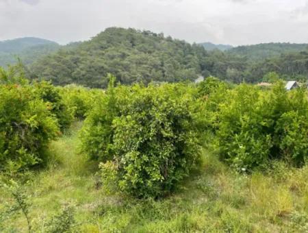 Gökbelde 14.000M2 Feld Zu Verkaufen