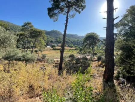 1.320M2 Feld Zum Verkauf Im Zentrum Von Çandır Am Wald