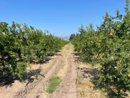 10.000 M2 Granatapfelgarten Zum Verkauf In Dalyan Arıkbaşı Und Gerendüzün