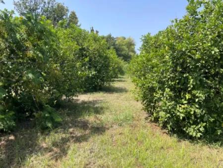 10.000M2 Grundstück Zum Verkauf Im Bebauten Gebiet Des Dorfes In Okçular