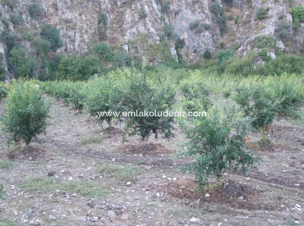 Plot For Sale In Pomegranate Garden For Sale In Oriya Mergenli Mergenli