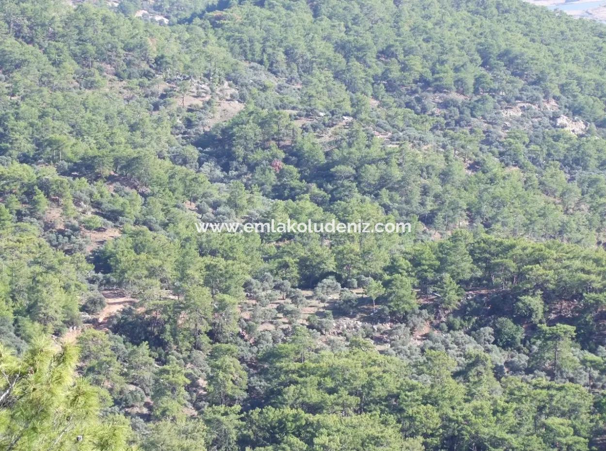 Real Estate Bargain Plot For Sale With Sea Views In Çandır Call In Ekincik