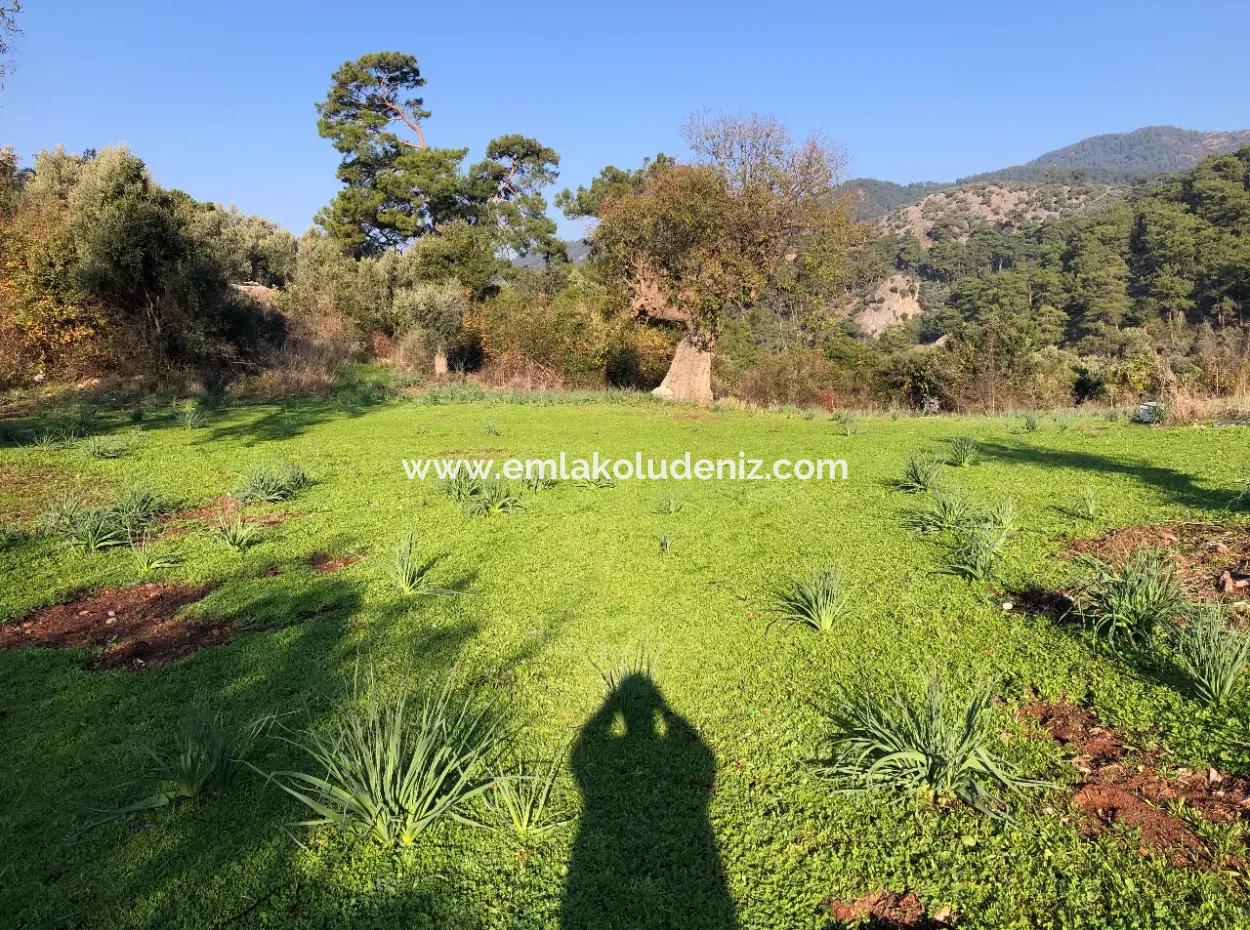 Ekincik Land For Sale 10,038M2 Land For Sale Field