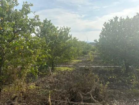 Single Title Deed 5617M2 Lemon Orchard For Sale In Tepearası