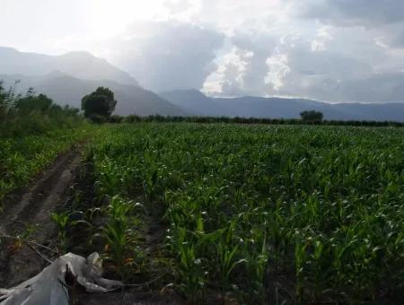 Farm For Sale Near The Centre Of Dalyan,14, 612M2 Farm For Sale