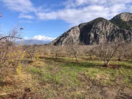 Land For Sale In Dalyan Istuzu Yollu On 24,000M2 Pomegranate Garden For Sale