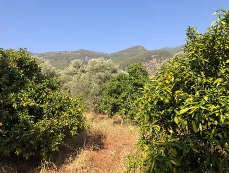 Land Field For Sale In Köyceğinz Yangi 9406M2 Land For Sale