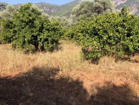 Land Field For Sale In Köyceğinz Yangi 9406M2 Land For Sale