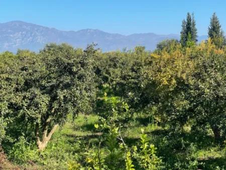 2223M2 Fields For Sale In Dalyan