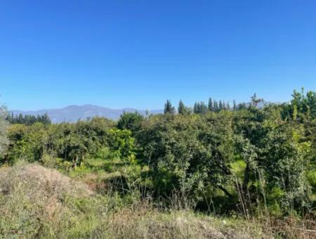 2223M2 Fields For Sale In Dalyan