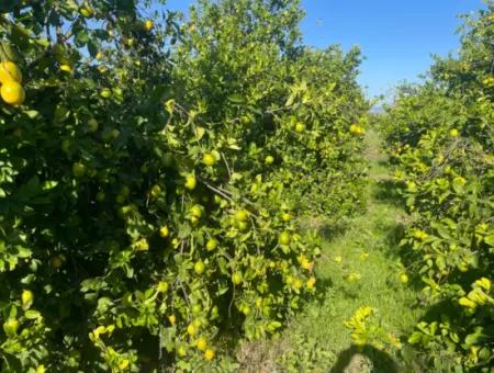 10,000M2 Lemon Garden For Sale In Karadons