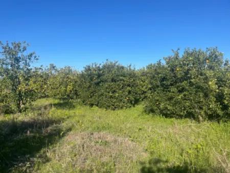 Dalyan Land For Sale 5227M2 Land For Sale