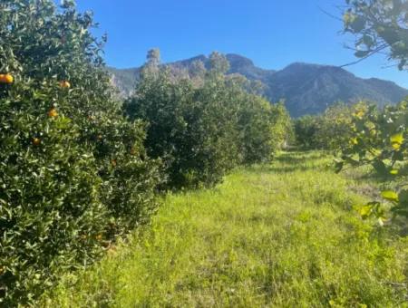 Dalyan Land For Sale 5227M2 Land For Sale