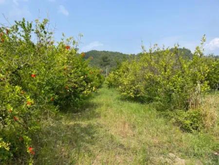 7800M2 Land For Sale At The Beginning Of Iztuzu Beach Road In Gökbel