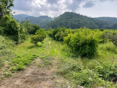 7800M2 Land For Sale At The Beginning Of Iztuzu Beach Road In Gökbel