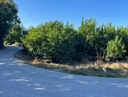 2D Lemon Orchard For Sale In Marmarli, Dalyan