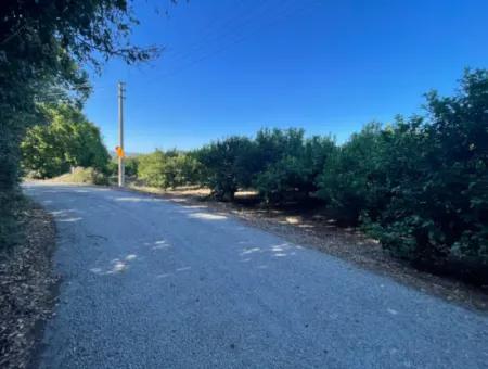 2D Lemon Orchard For Sale In Marmarli, Dalyan