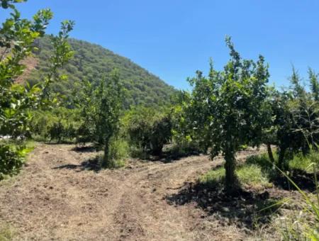 Road-New 6820M2 Pomegranate And Lemon Orchard Is For Sale In Tepearası