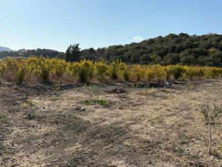 19.663M2 Land For Sale In Eskiköy