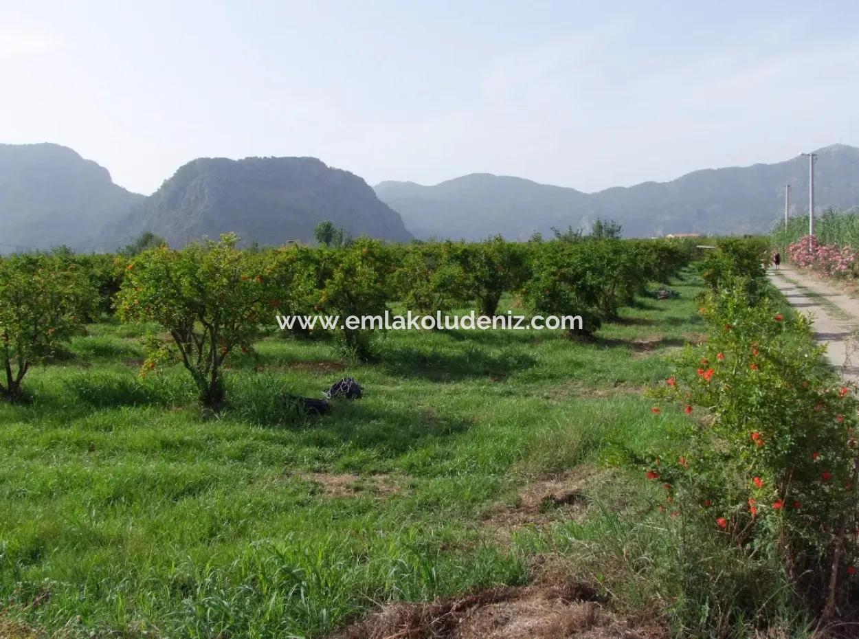 Dalyan İztuzu Satılık Bahçe Dalyan Göle Sıfır Satılık Arsa