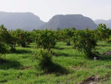 Dalyan İztuzu Satılık Bahçe Dalyan Göle Sıfır Satılık Arsa