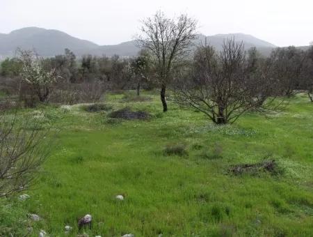 İncırköyde Satılık Arsa Tarla Ferhiye İncirköy Üzümlüde Satılık Arsa