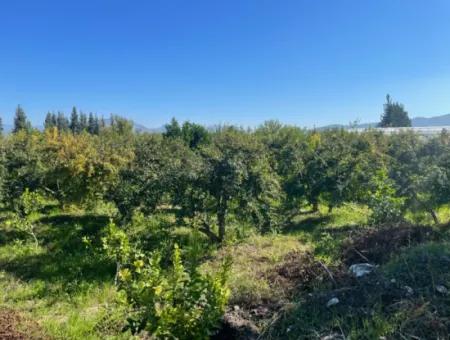 Dalyan'da Satılık 2223M2 Tarla