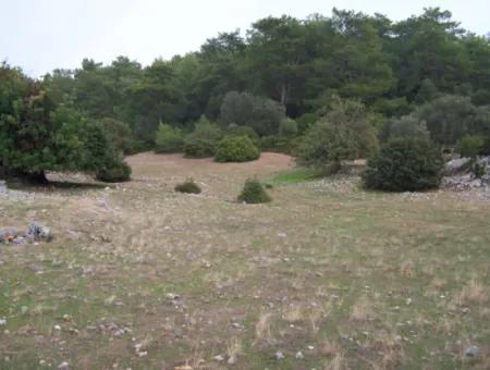 Sarsalada Deniz Manzaralı 4274M2 Arsa İçinde Satılık Taş Ev