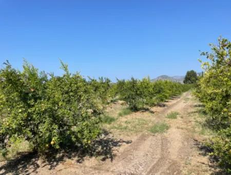 Dalyan Arıkbaşı Ve Gerendüzün'de 10,000M2 Satılık Nar Bahçesi