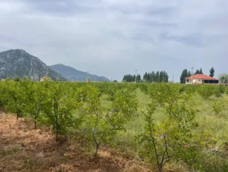 Dalyan'da 6500M2 Satılık Tarla